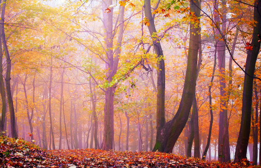 946269 (a): :1920x1236